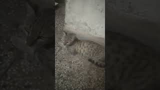 बिल्ली हुई नाराज अब कैसे मनाऊं cat pets petcat wildcats rksadc [upl. by Bodrogi509]