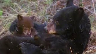 Missing Cub  Big Bear Diary  BBC Earth [upl. by Vinni]