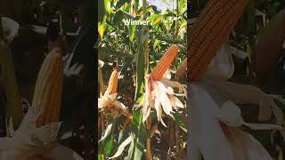 agriculture krushi farmers maize winner agriculturefarming nuziveedu Seeds [upl. by Akira]