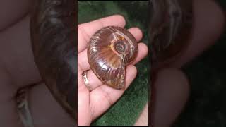 High red and rare purple flash ammonite ₹ 3446💜 [upl. by Grimaldi]