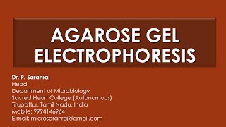 Interpreting Gel Epectrophoresis [upl. by Notlek121]