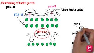 Histophysiology and Molecular Aspects of Tooth Development by Bijbol Dental Library [upl. by Iadrahc644]