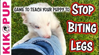 STOP biting legs  Puppy Training [upl. by Ayyidas828]