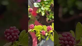 Calliandra tweedii Permanent plant powderpuff [upl. by Inal]