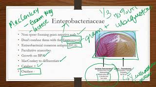 Enterobacteriaceae [upl. by Egief]