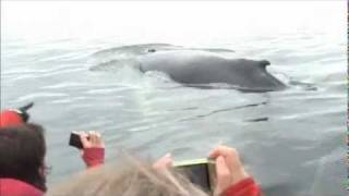 Les baleines à Tadoussac 2wmv [upl. by Erdnaed270]