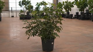 Schefflera Arboricola  greengate Garden Centres [upl. by Kaltman]