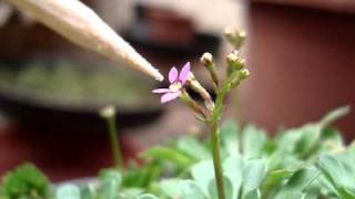 Stylidium debile working [upl. by Sivart785]