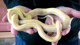 Prehistoric Pets  Reticulated Python Lavender Albino Tiger [upl. by Masson535]