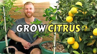 Guide To Planting Citrus Trees At Home  Lemon Lime Kumquat amp Calamondin [upl. by Yenwat]