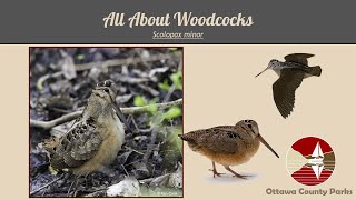 All About Woodcocks [upl. by Malkah]