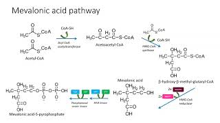 Mevalonic pathway [upl. by Erin]