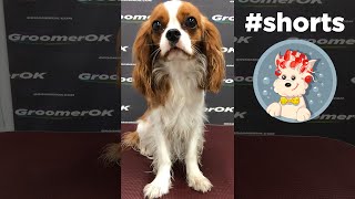 Cavalier King Charles Spaniel Groom [upl. by Willin]