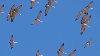 Sandhill Cranes in SE Arizona [upl. by Toby]