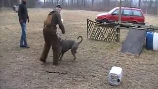 only 12month old Presa CanarioJunghundDogo Canario AVD working dog Delano schutzhund protection [upl. by Trimble246]