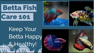 Betta Fish Care 101 Everything You Need to Know [upl. by Nueormahc]