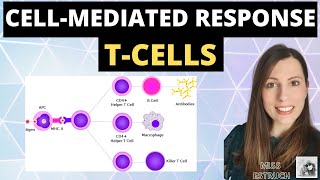 CELLMEDIATED response  Alevel biology immunity cellular response of T cells T Lymphocytes [upl. by Notseh]