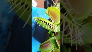 Cockroach is Fed To venus Flytrap pitcherplant sundew [upl. by Niwdla]