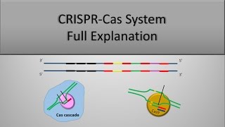 CRISPR System and CRISPR CAS9 Technique The full principle Part 1 [upl. by Otecina484]