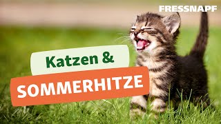 Sommerhitze Katzen I FRESSNAPF [upl. by Augusto]