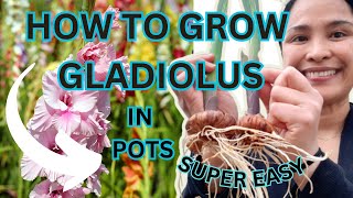 HOW TO GROW GLADIOLUS IN POTS  QUICK amp EASY [upl. by Norihs]