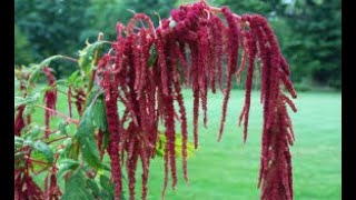 Amaranthus caudatus I Kastoyan [upl. by Rehteh]