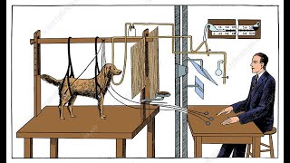 Ivan Pavlovs Dogs Classical Conditioning [upl. by Eastlake235]