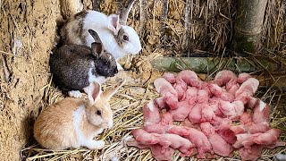 Full video  Mother rabbit gives birth The mother rabbit died  Make houses for rabbits and dogs [upl. by Delbert921]