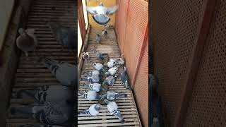 Homing pigeon hobby [upl. by Uok]