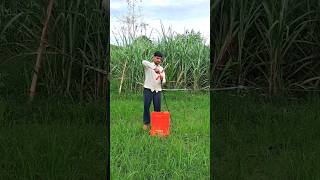 Applying insecticides to Sugarcane  High Pressure Spray Machine  youtubeshorts agriculture [upl. by Dnaltroc93]