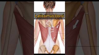 Latissimus Dorsi muscle anatomy shortvideo animation shorts [upl. by Roseanne654]