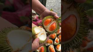 Durio Graveolens mini redorange flesh Durian shortvideo fyp countryside [upl. by Stratton]