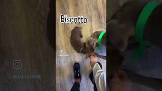 🐶🐶 biscotto 🐶🐶 [upl. by Meryl]