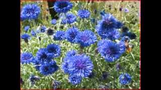 ERIC BOGLE  CORNFLOWER BLUE [upl. by Kala]