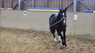 Athena mit HeadShaking 1  Geschichte vom Juni 2017  Training Mai 2018 [upl. by Sioled]