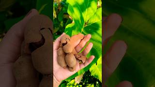 Tamarind with salt😋 ￼tamarind trending newvideo viralvideo [upl. by Remlap]