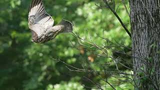 Keep your friends close But keep your enemies closer Broad Winged Hawk East Hartford CT [upl. by Baal735]