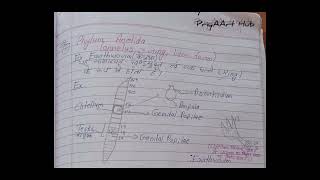 PhylumChordata drawing easy drawing  7Phylum chordata [upl. by Ecinreb]