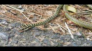 Dying Chrysopelea ornata Golden tree snake 2 [upl. by Nohsyt]