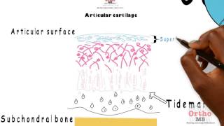 Basic Sciences  Articular cartilage [upl. by Arliene]