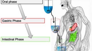 Pepsin Activity Assay for In Vitro Food Digestion 2014 Minekus et al Food amp Function [upl. by Renato155]