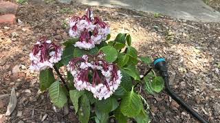 Help My New Hydrangea is Wilting 😱 How to Save a Newly Planted Hydrangea [upl. by Bayless]