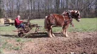 Planting potatoes with a Horsedrawn cultivator [upl. by Amerak]