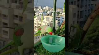 Beautiful ring neck parrot birds zikibirdinfo parrot foryou youtubeshorts trendingshorts [upl. by Stander]