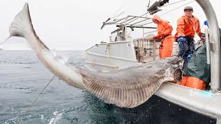 Amazing Fastest Giant Halibut Fishing longline on the sea Halibut Fillet Processing Skills 02 [upl. by Akinoj137]