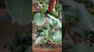 Pruning a Ficus Benghalensis Bonsai [upl. by Kreindler814]