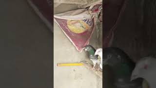 Sardarsherazpigeonyutube shortpigeon lovers [upl. by Eidson]