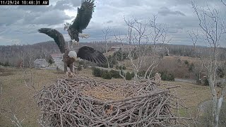 They visit two nests the upper and the lower  the NCTC Eagle Nest 2024 11 29 [upl. by Aloek]