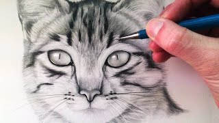 How to Draw a Cat [upl. by Anillek]