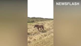 Rare Maned Wolves Filmed Skipping Through Field [upl. by Tiffy]